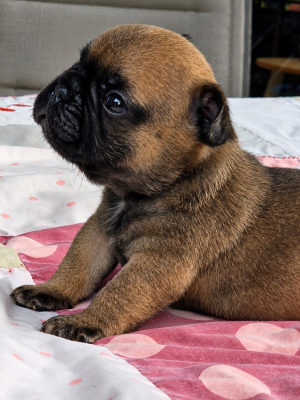 Les chiots de Bouledogue français