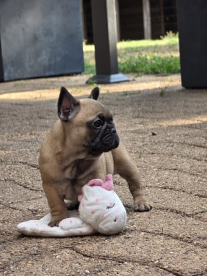 Les chiots de Bouledogue français
