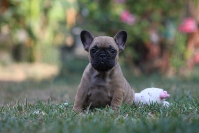 Les chiots de Bouledogue français