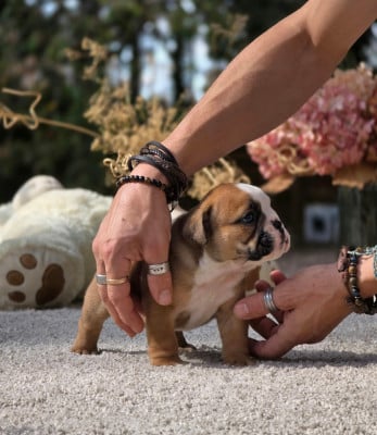 Les chiots de Bulldog Anglais