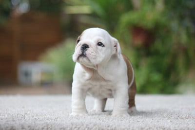 Les chiots de Bulldog Anglais
