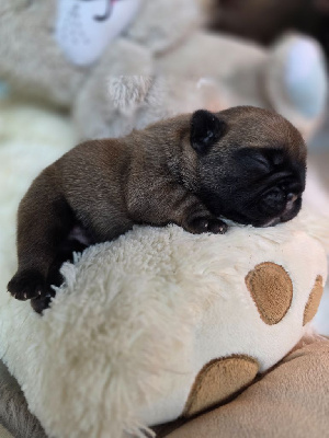 Les chiots de Bouledogue français
