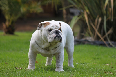 Les chiots de Bulldog Anglais