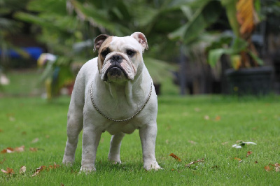 Les chiots de Bulldog Anglais
