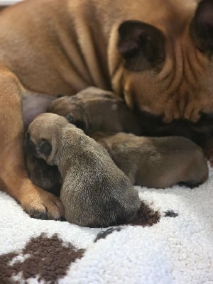 Les chiots de Bouledogue français