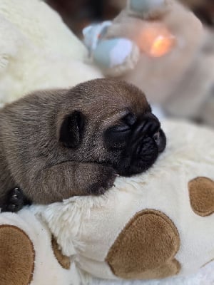 Les chiots de Bouledogue français