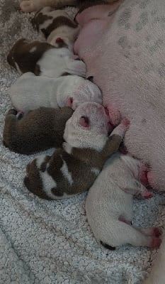 Les chiots de Bulldog Anglais