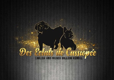 Les chiots de Bulldog Anglais