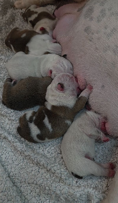 Les chiots de Bulldog Anglais