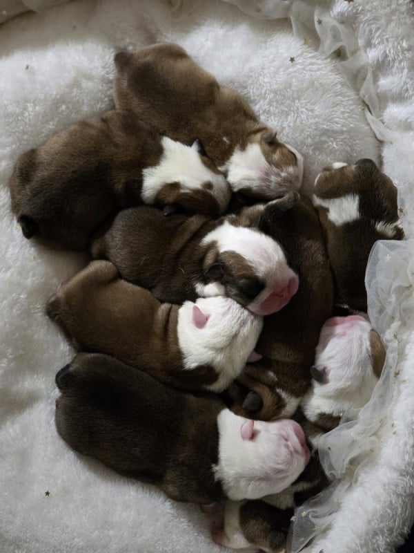 Bulldog Anglais - Des éclats De Cassiopée