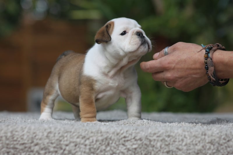 Bulldog Anglais - Des éclats De Cassiopée
