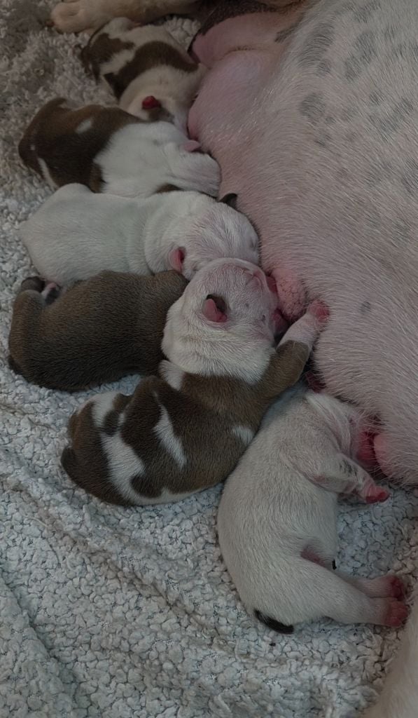 Bulldog Anglais - Des éclats De Cassiopée