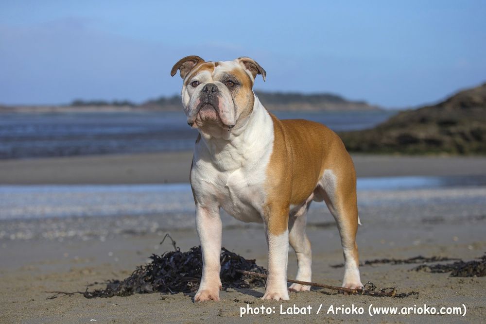 Publication : Opus Grande Auteur : Elevage de la Landerie