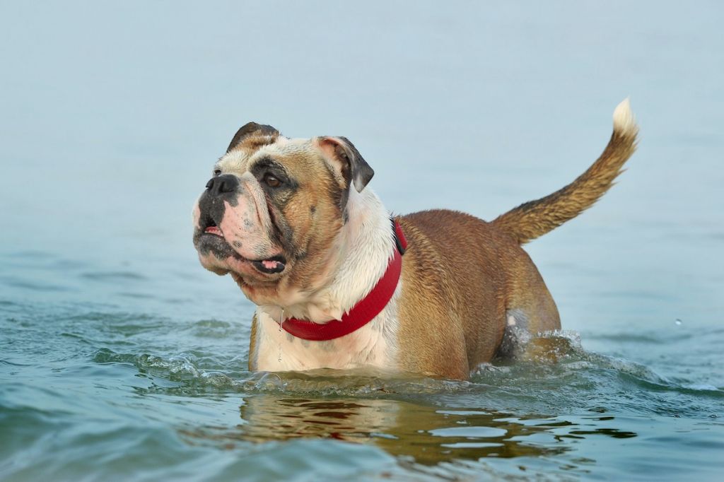 Publication : Opus Grande Auteur : Elevage de la Landerie