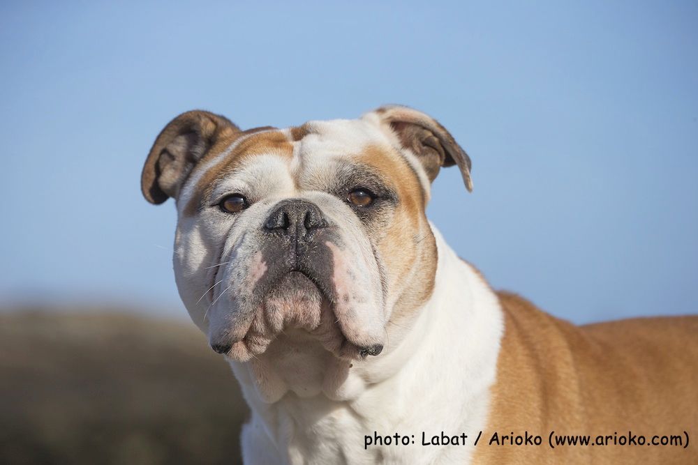 Publication : Opus Grande Auteur : Elevage de la Landerie