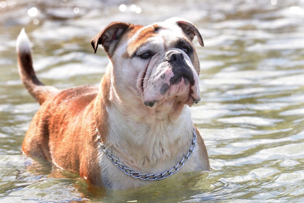 Publication : Opus Grande Auteur : Elevage de la Landerie