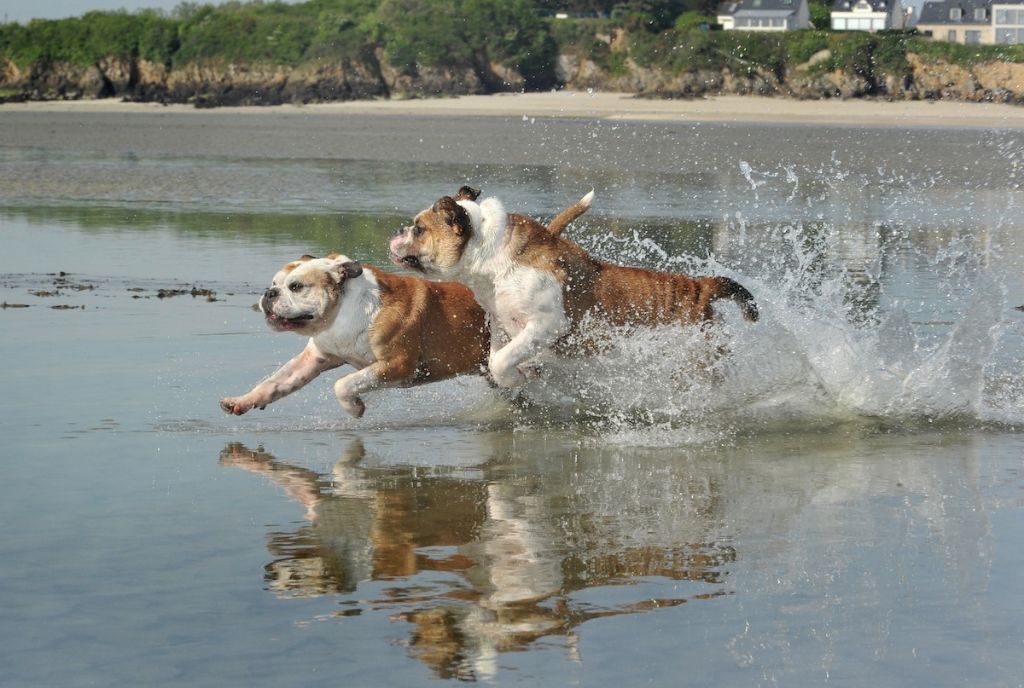 Publication : Opus Grande Auteur : Elevage de la Landerie