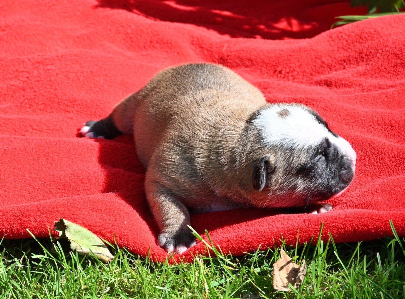 Chiot N°1