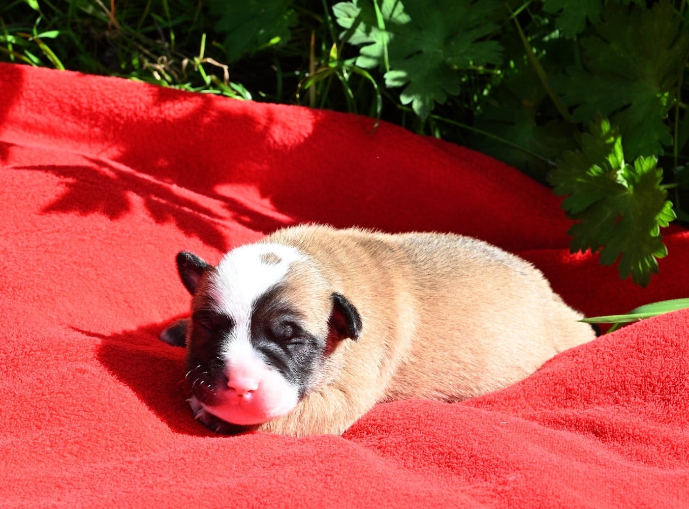 Chiot N°1