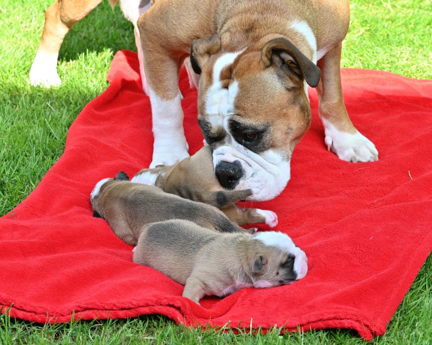 Chiot N°1