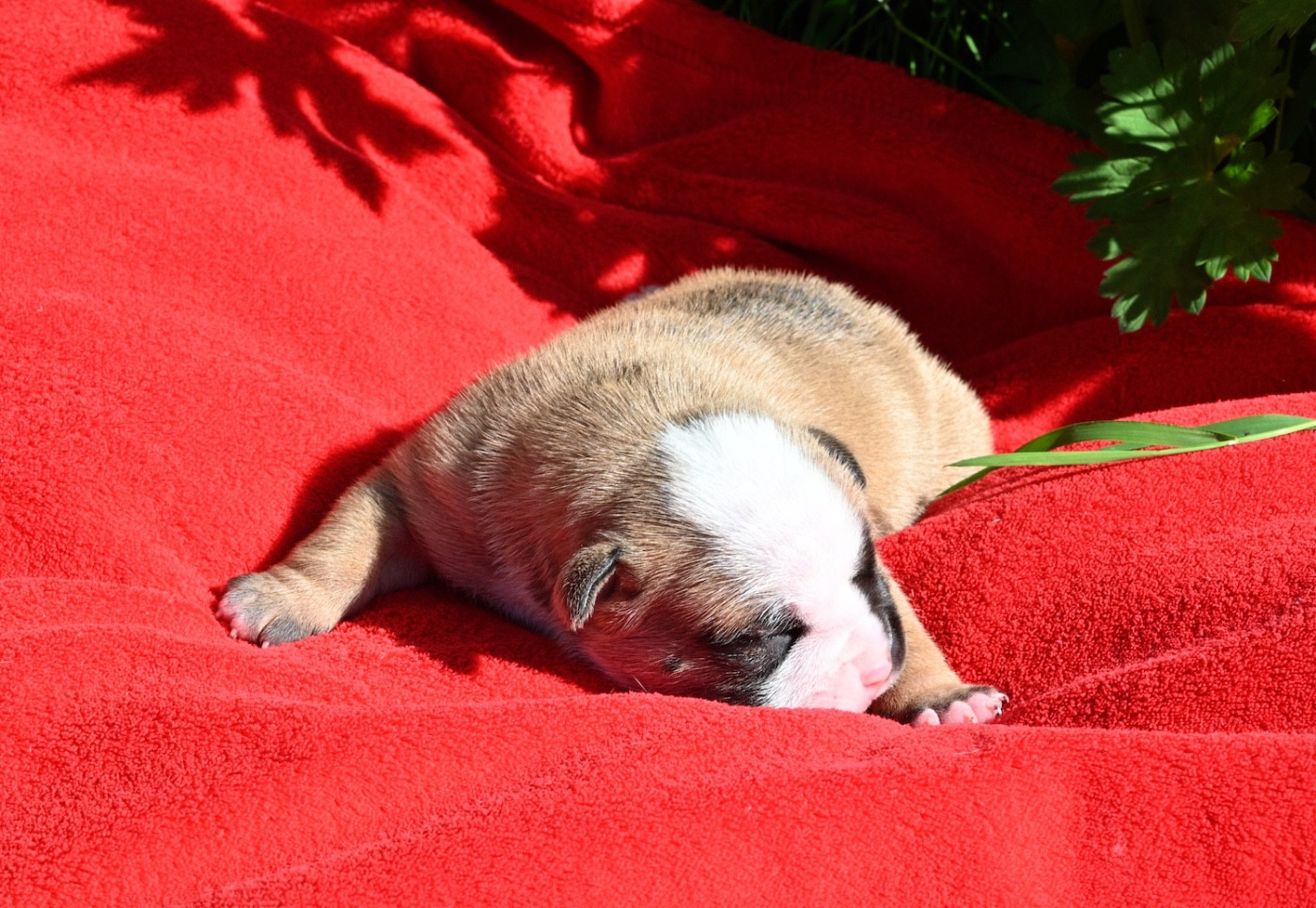 Chiot N°2
