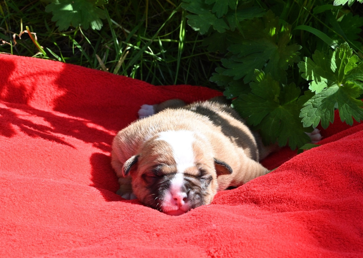 Chiot N°3