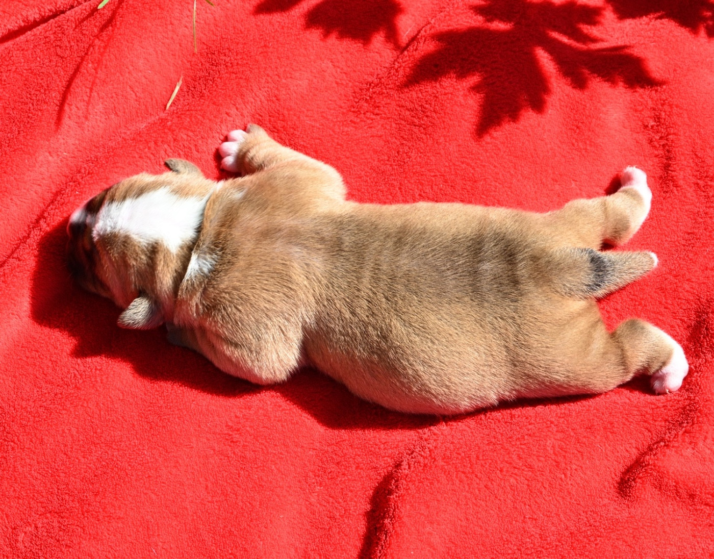 Chiot N°3