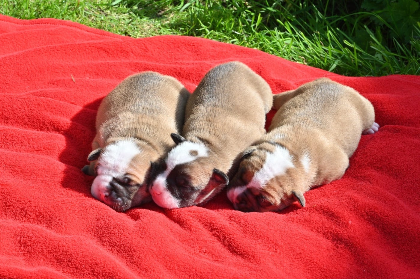 Bulldog continental - De la landerie