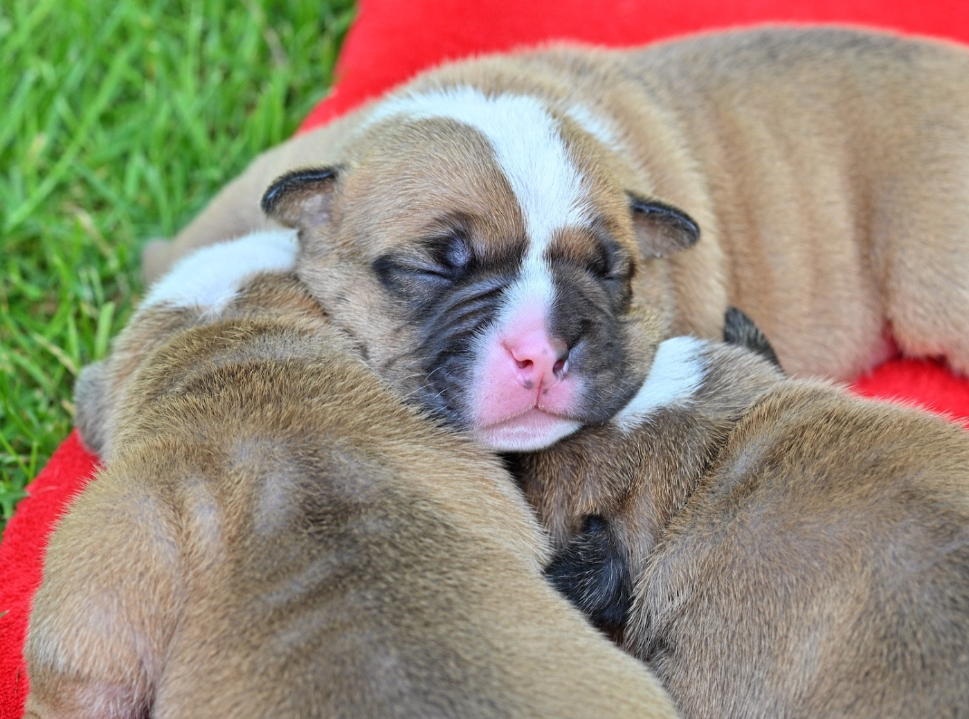 Chiot N°3