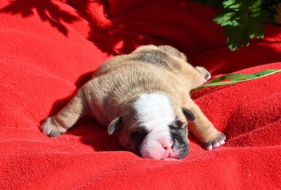 Les chiots de Bulldog continental