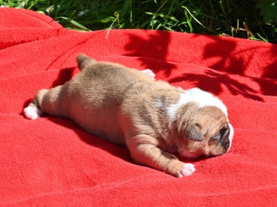 Les chiots de Bulldog continental