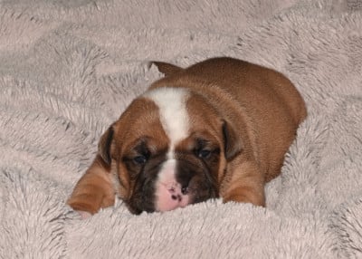 Les chiots de Bulldog continental