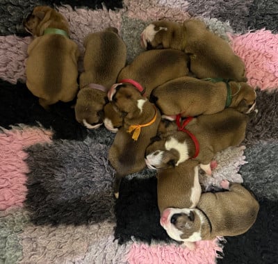 Les chiots de Bulldog continental