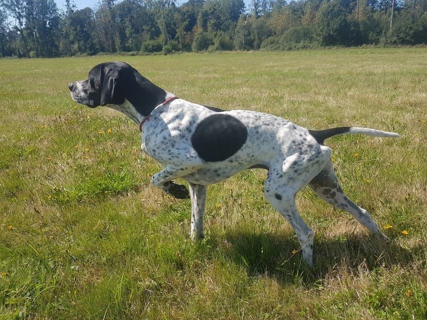 Publication : De L'auge Des Sabotiers Auteur : bruno nourry