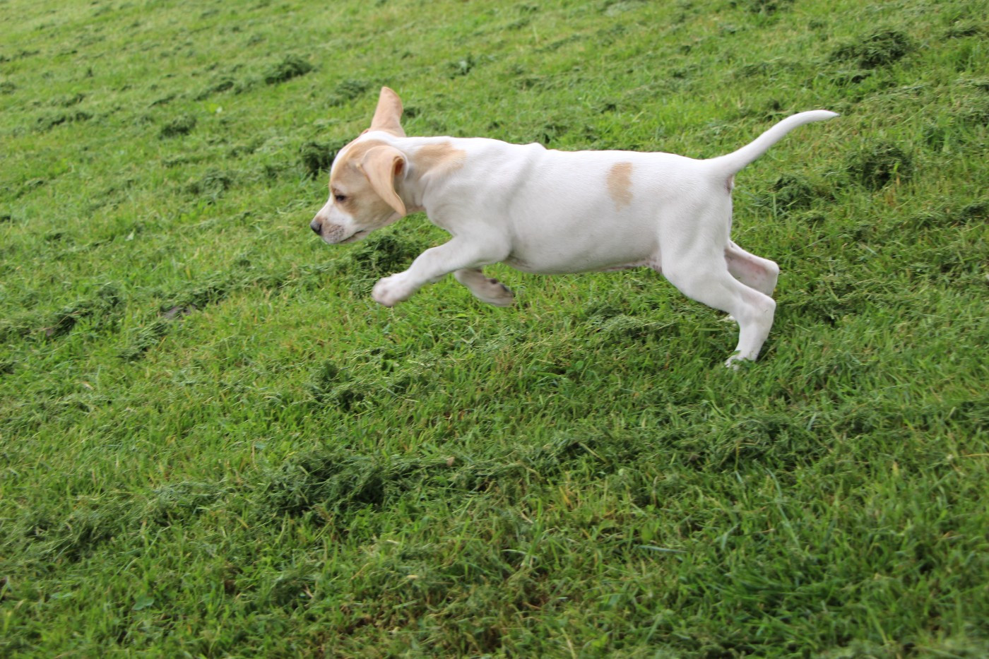 Bipsy