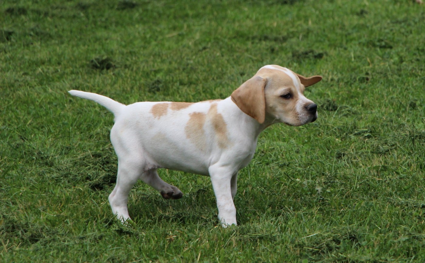 CHIOT 2