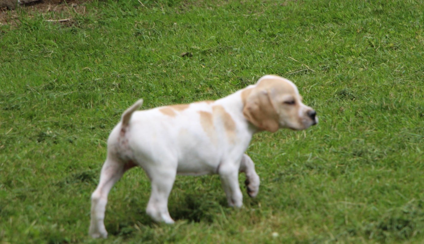 CHIOT 2