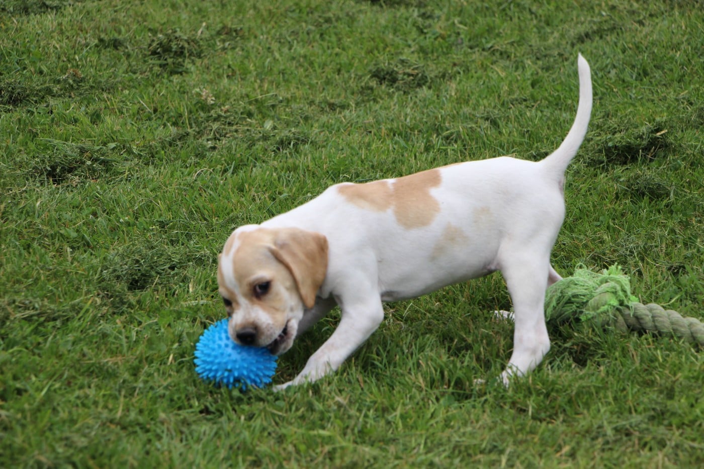 CHIOT 2