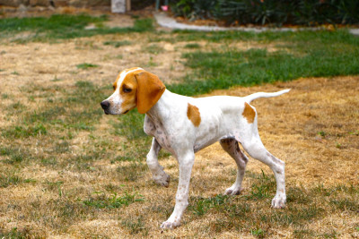 Les chiots de Pointer