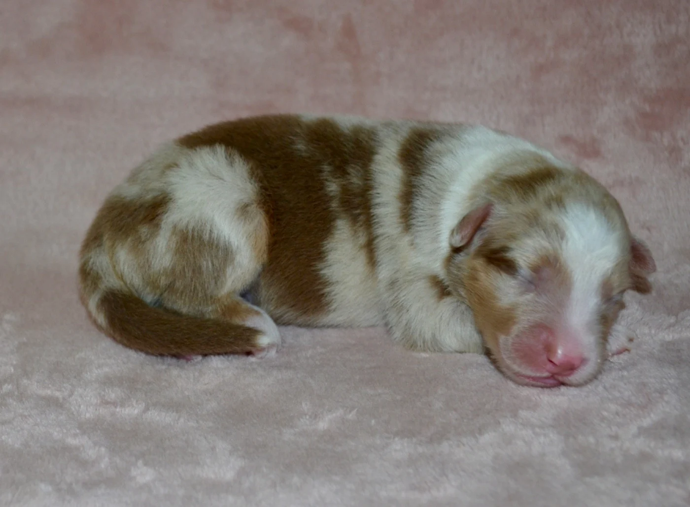 Bailey of blue ridge mountains