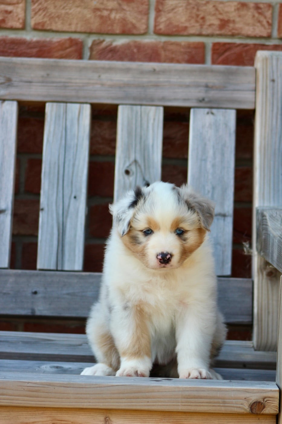 Buffy of blue ridge mountains