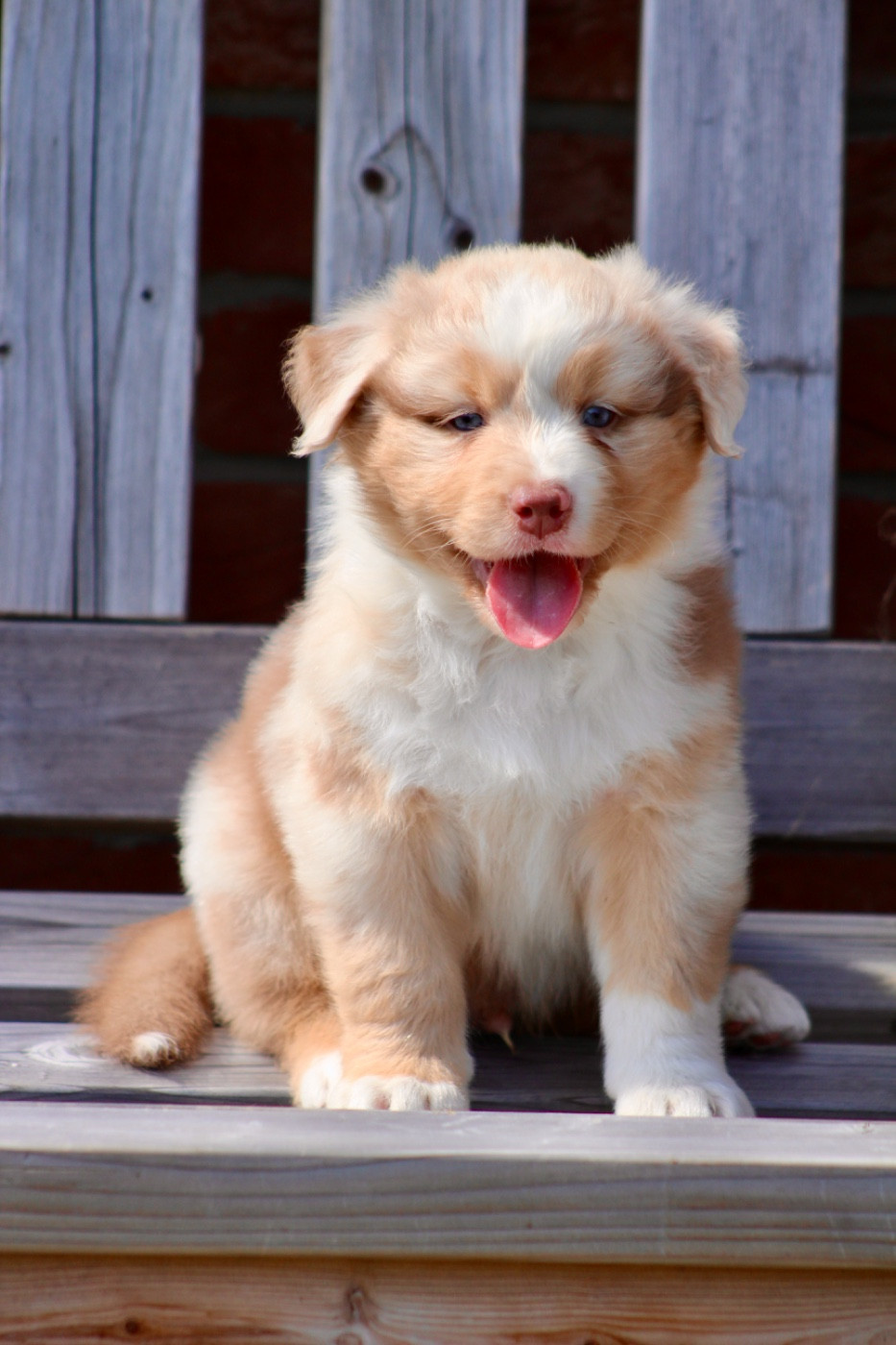 Bailey of blue ridge mountains