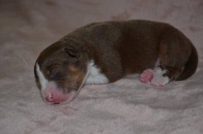 Les chiots de Berger Australien