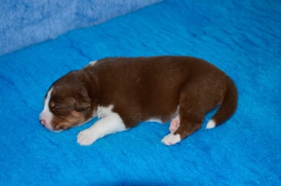 Les chiots de Berger Australien