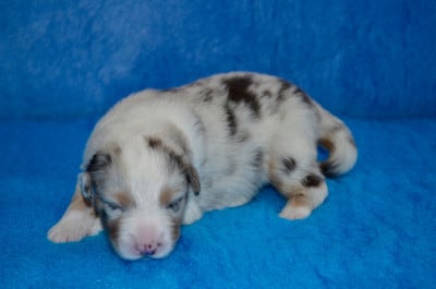 Les chiots de Berger Australien