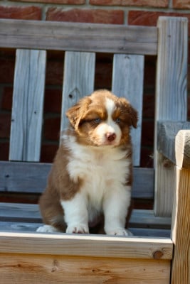Les chiots de Berger Australien