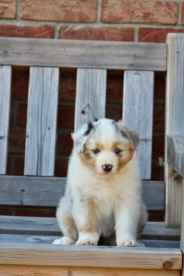 Les chiots de Berger Australien