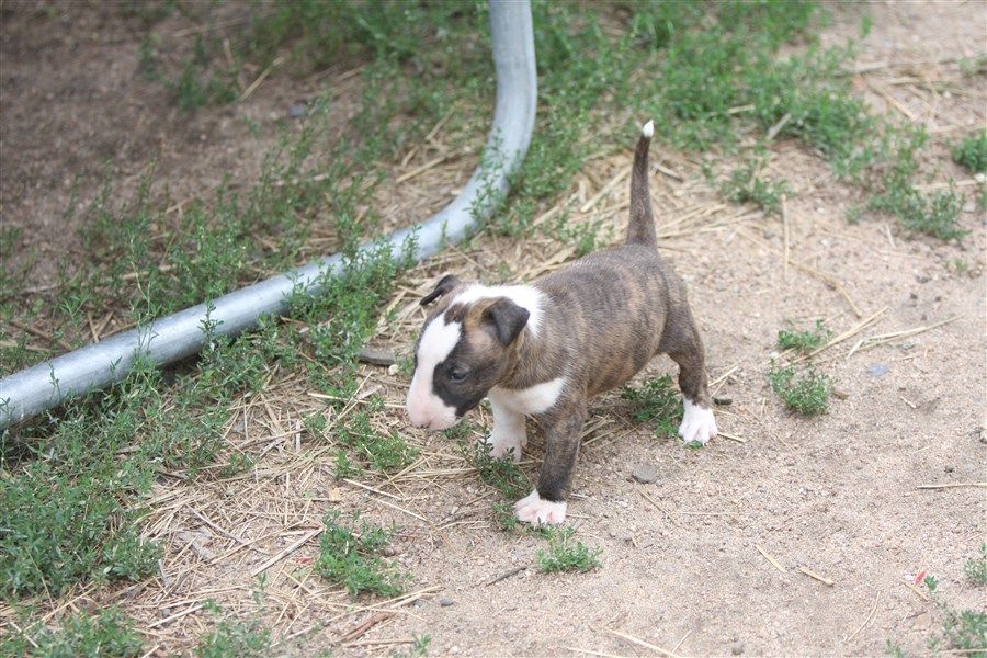 Chiot Bull Terrier, femelle disponible en Pays de la Loire