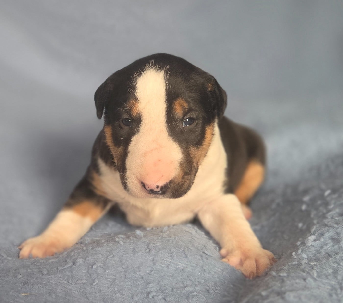 Bull Terrier - By The Wall