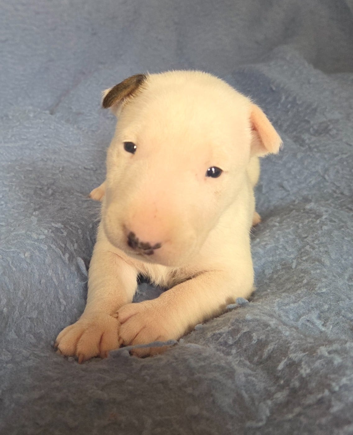 Bull Terrier - By The Wall